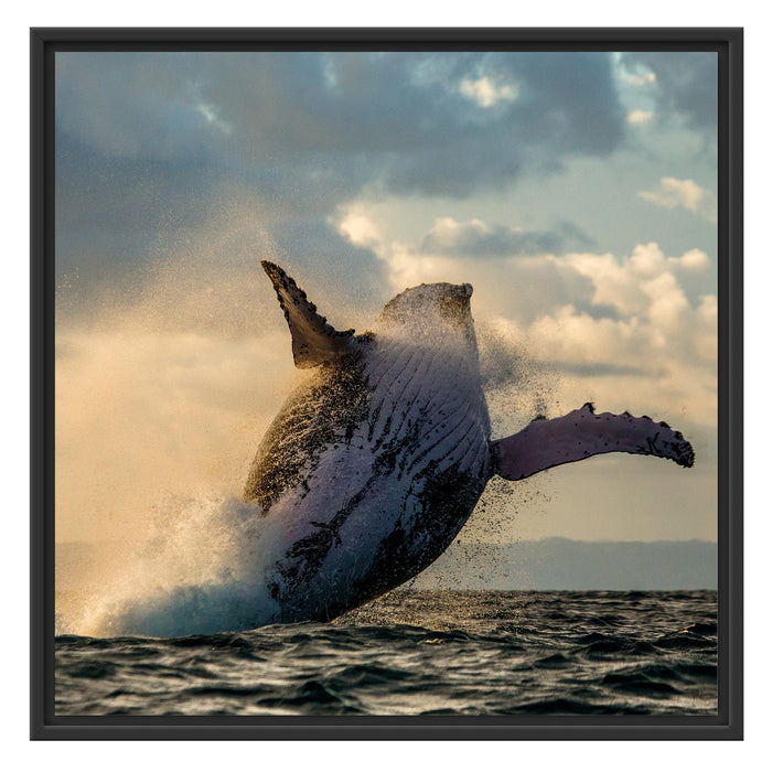 Buckelwale Kanada Schattenfugenrahmen Quadratisch 70x70