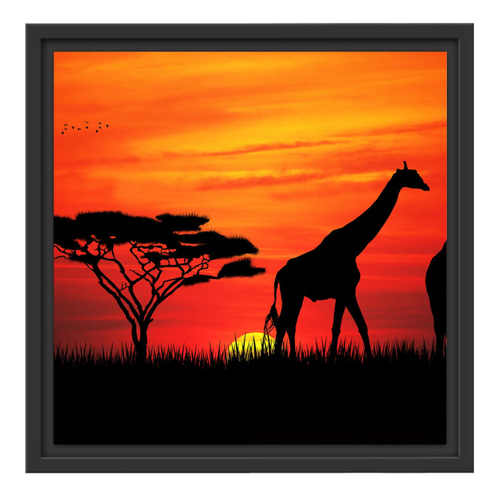 Afrika Giraffen im Sonnenuntergang Schattenfugenrahmen Quadratisch 40x40