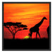 Afrika Giraffen im Sonnenuntergang Schattenfugenrahmen Quadratisch 70x70