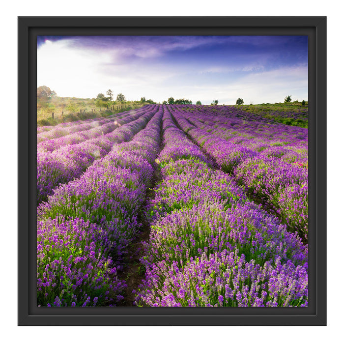 Lavendelfeld Provence Schattenfugenrahmen Quadratisch 40x40