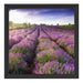 Lavendelfeld Provence Schattenfugenrahmen Quadratisch 40x40