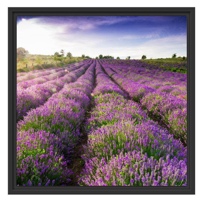 Lavendelfeld Provence Schattenfugenrahmen Quadratisch 55x55