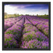 Lavendelfeld Provence Schattenfugenrahmen Quadratisch 55x55