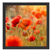 Rote Mohnwiese Schattenfugenrahmen Quadratisch 40x40