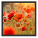 Rote Mohnwiese Schattenfugenrahmen Quadratisch 55x55