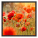 Rote Mohnwiese Schattenfugenrahmen Quadratisch 70x70
