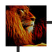 Löwe Natur Afrika Schattenfugenrahmen Quadratisch 40x40