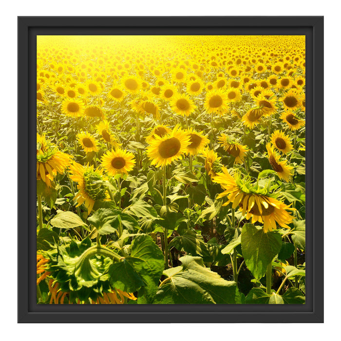 Riesiges Sonnenblumenfeld Schattenfugenrahmen Quadratisch 40x40