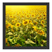 Riesiges Sonnenblumenfeld Schattenfugenrahmen Quadratisch 40x40