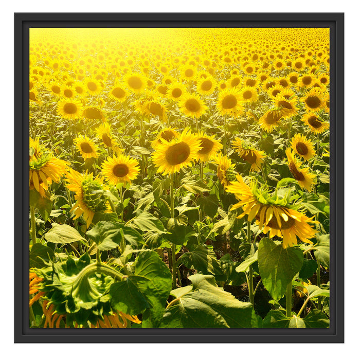 Riesiges Sonnenblumenfeld Schattenfugenrahmen Quadratisch 55x55