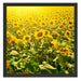 Riesiges Sonnenblumenfeld Schattenfugenrahmen Quadratisch 55x55