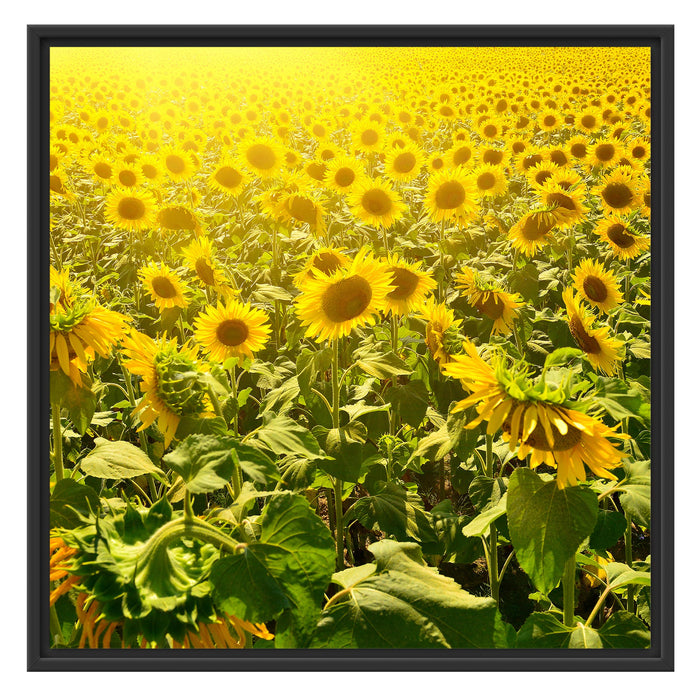 Riesiges Sonnenblumenfeld Schattenfugenrahmen Quadratisch 70x70