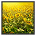 Riesiges Sonnenblumenfeld Schattenfugenrahmen Quadratisch 70x70