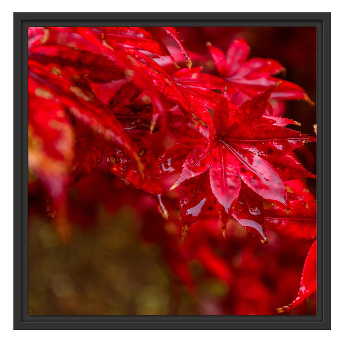 Roter Ahorn im Sonnenlicht Schattenfugenrahmen Quadratisch 55x55