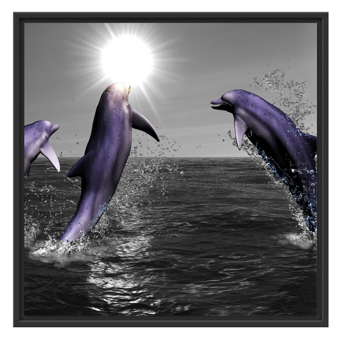 Fröhliche Delfine springen im Meer Schattenfugenrahmen Quadratisch 70x70
