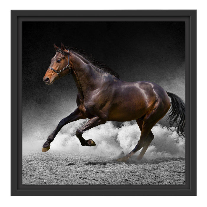 prächtiger Hengst im Sand Schattenfugenrahmen Quadratisch 40x40