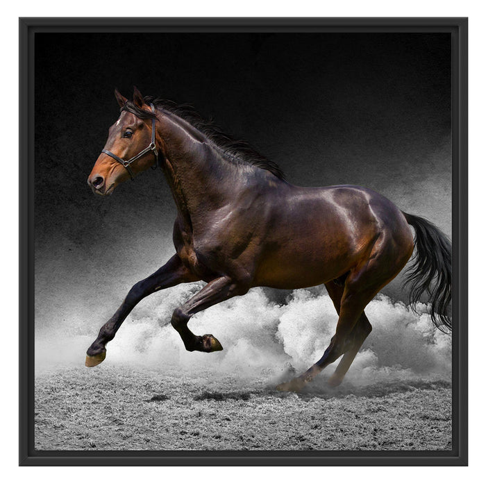 prächtiger Hengst im Sand Schattenfugenrahmen Quadratisch 70x70