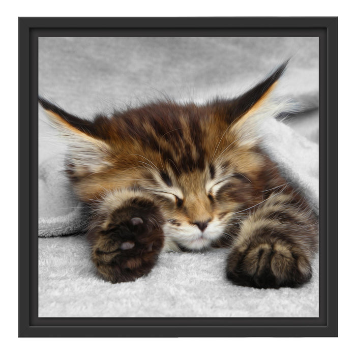 schlafende Katze mit großen Ohren Schattenfugenrahmen Quadratisch 40x40