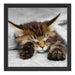 schlafende Katze mit großen Ohren Schattenfugenrahmen Quadratisch 40x40