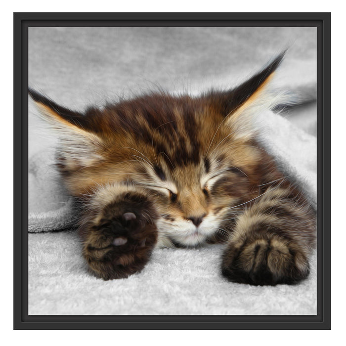 schlafende Katze mit großen Ohren Schattenfugenrahmen Quadratisch 55x55