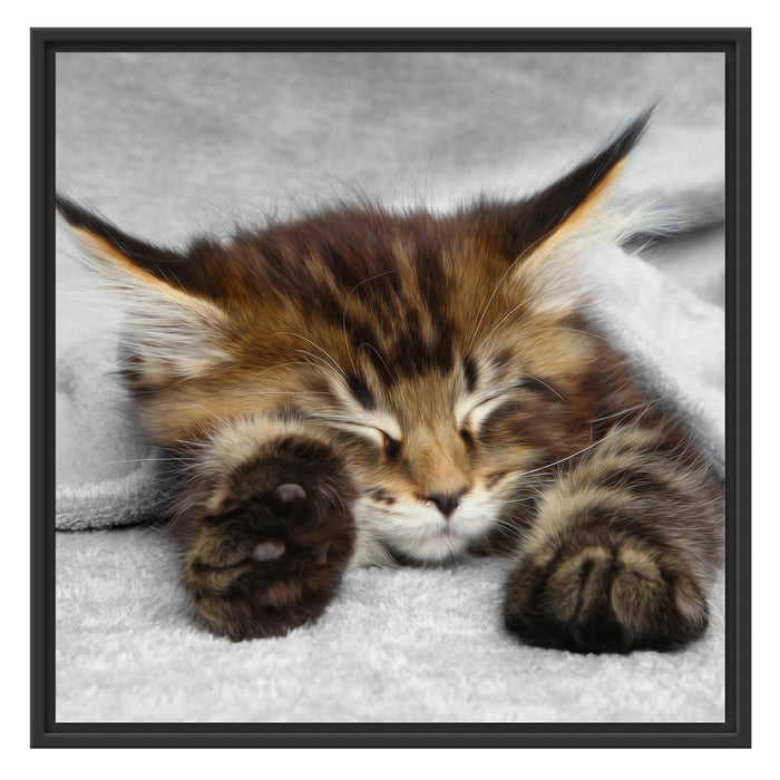 schlafende Katze mit großen Ohren Schattenfugenrahmen Quadratisch 70x70