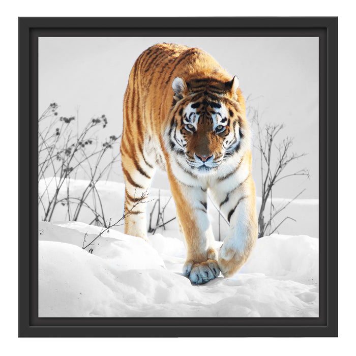 Großer wilder Tiger im Schnee Schattenfugenrahmen Quadratisch 40x40