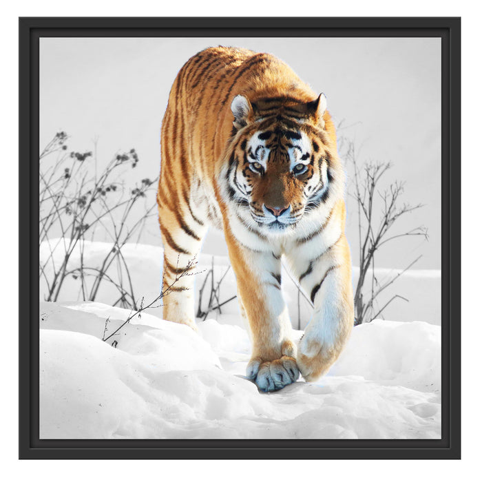 Großer wilder Tiger im Schnee Schattenfugenrahmen Quadratisch 55x55