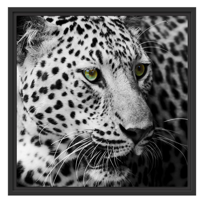 Dark Leopard mit grünen Augen Schattenfugenrahmen Quadratisch 55x55