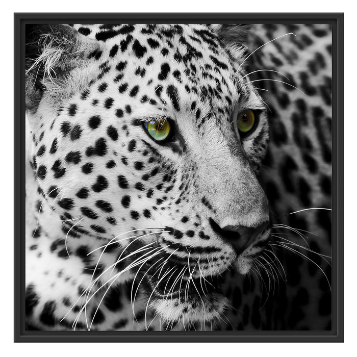 Dark Leopard mit grünen Augen Schattenfugenrahmen Quadratisch 70x70