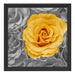 gelbe Rose im Rosenmeer Schattenfugenrahmen Quadratisch 40x40