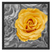 gelbe Rose im Rosenmeer Schattenfugenrahmen Quadratisch 55x55