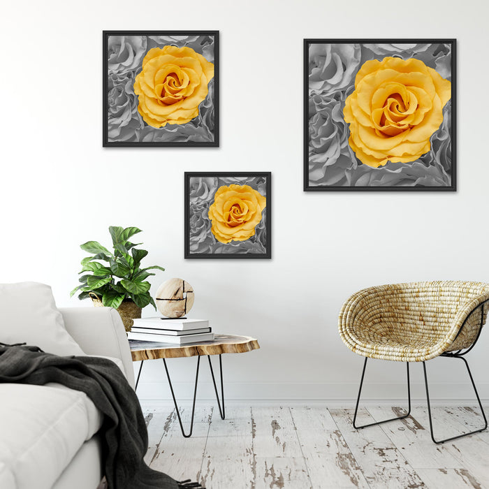 gelbe Rose im Rosenmeer Quadratisch Schattenfugenrahmen Wohnzimmer