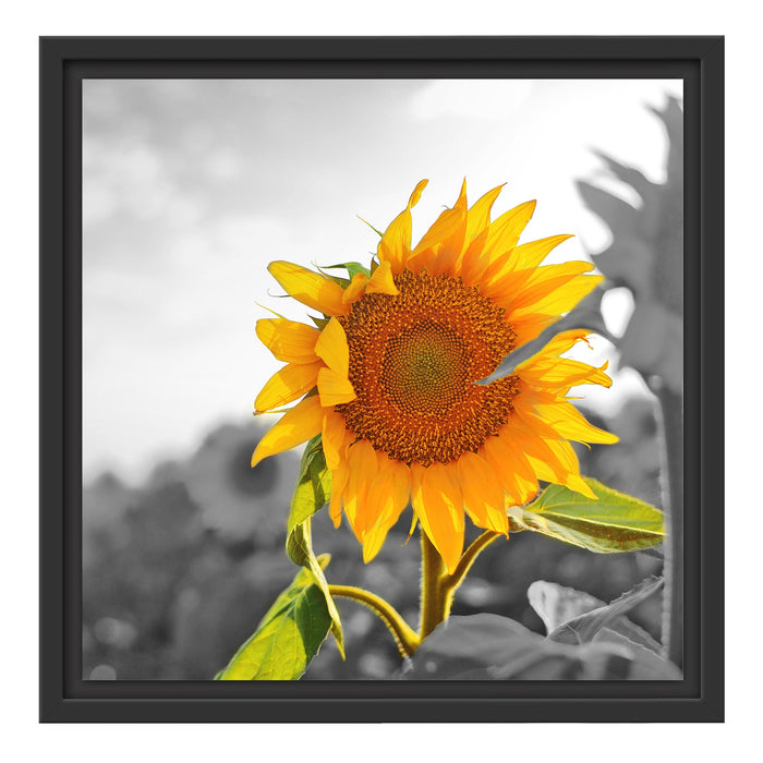 Nahaufnahme einer Sonnenblume Schattenfugenrahmen Quadratisch 40x40