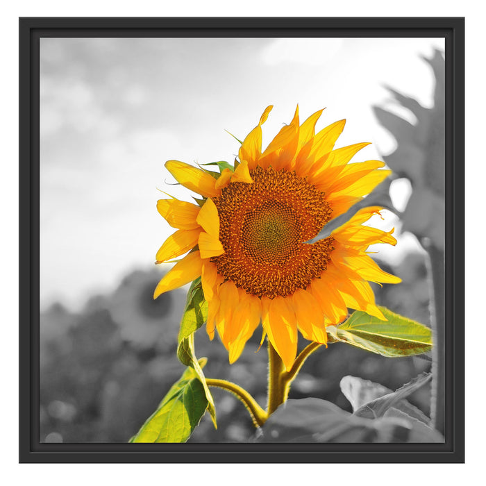 Nahaufnahme einer Sonnenblume Schattenfugenrahmen Quadratisch 55x55