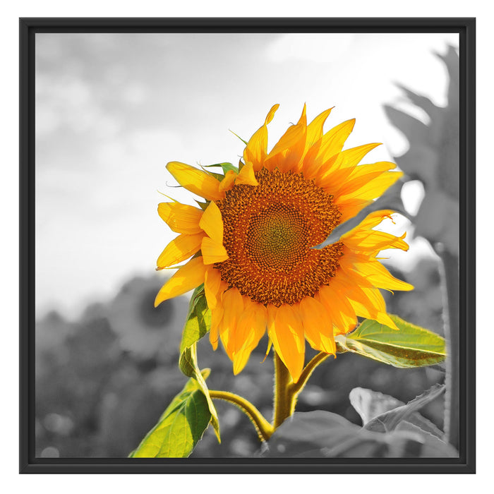 Nahaufnahme einer Sonnenblume Schattenfugenrahmen Quadratisch 70x70