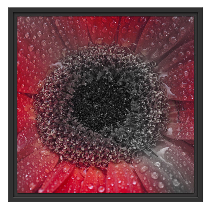Rote Gerbera mit Wassertropfen Schattenfugenrahmen Quadratisch 55x55