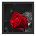 rote Rosen zum Valentinstag Schattenfugenrahmen Quadratisch 40x40
