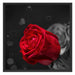 rote Rosen zum Valentinstag Schattenfugenrahmen Quadratisch 70x70