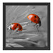 Marienkäfer krabbeln auf Blüte Schattenfugenrahmen Quadratisch 40x40