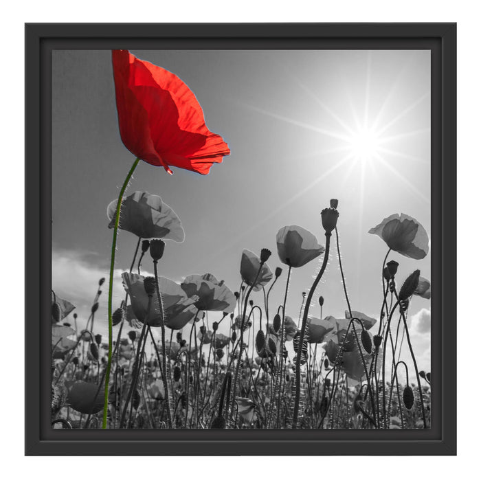 Mohnblumenfeld im Sommer Schattenfugenrahmen Quadratisch 40x40
