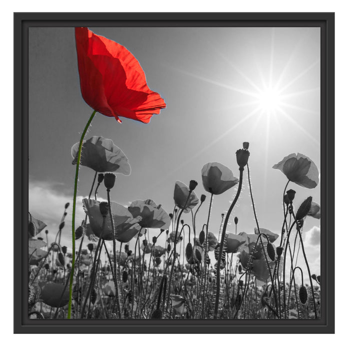 Mohnblumenfeld im Sommer Schattenfugenrahmen Quadratisch 55x55