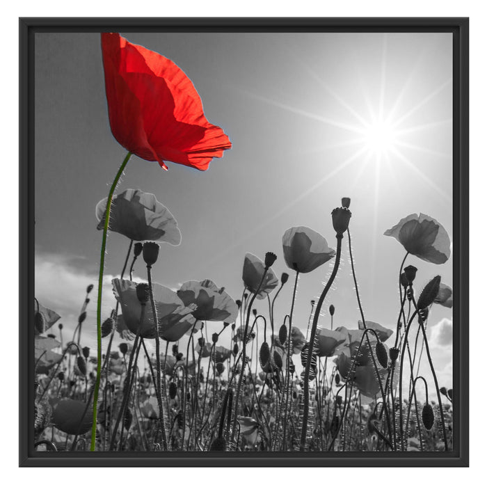 Mohnblumenfeld im Sommer Schattenfugenrahmen Quadratisch 70x70