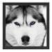 Husky mit blauen Augen Schattenfugenrahmen Quadratisch 40x40