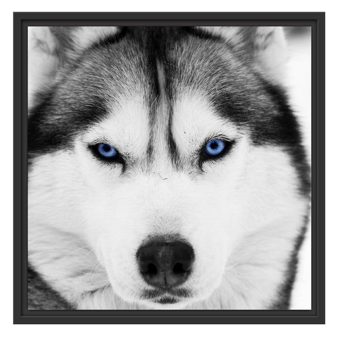 Husky mit blauen Augen Schattenfugenrahmen Quadratisch 55x55