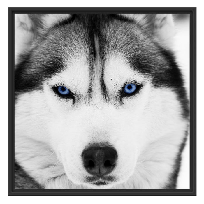 Husky mit blauen Augen Schattenfugenrahmen Quadratisch 70x70