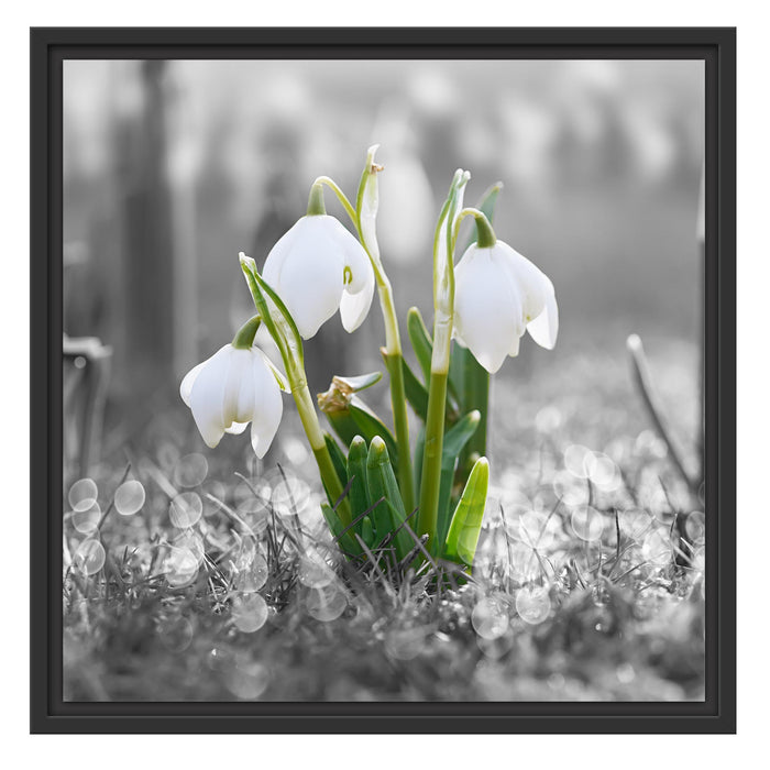 Schneeglöckchen im Morgentau Schattenfugenrahmen Quadratisch 55x55