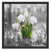 Schneeglöckchen im Morgentau Schattenfugenrahmen Quadratisch 55x55