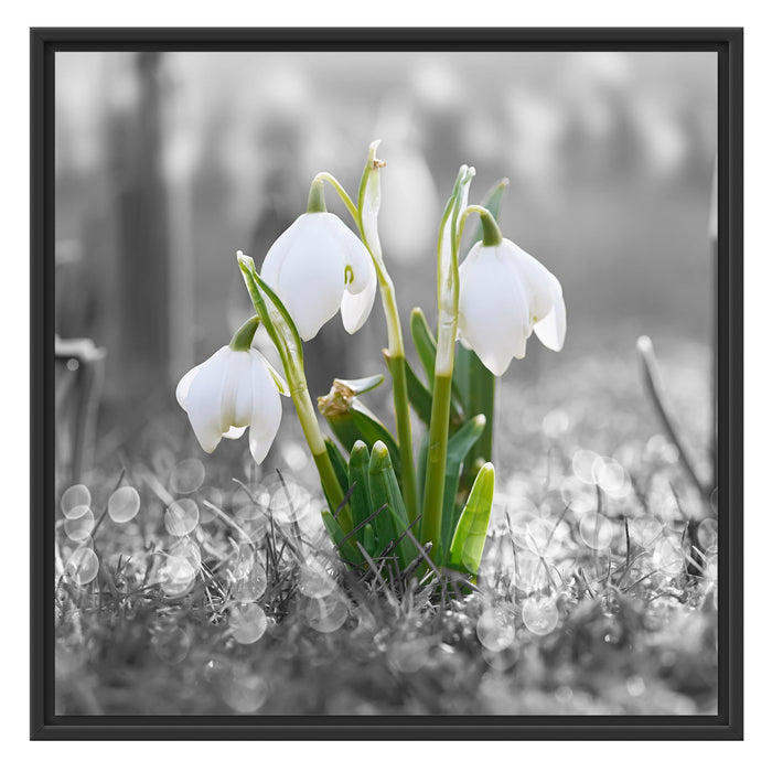 Schneeglöckchen im Morgentau Schattenfugenrahmen Quadratisch 70x70
