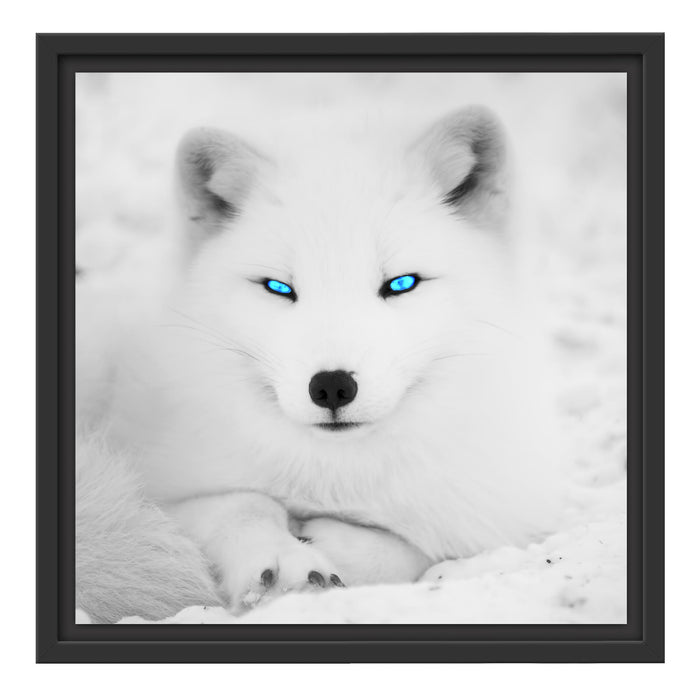 Polarfuchs mit strahlenden Augen Schattenfugenrahmen Quadratisch 40x40