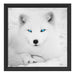 Polarfuchs mit strahlenden Augen Schattenfugenrahmen Quadratisch 40x40